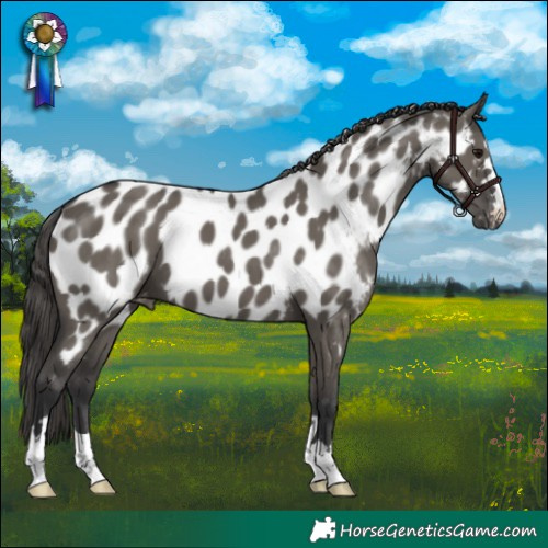 Horse Color:Grullo Appaloosa