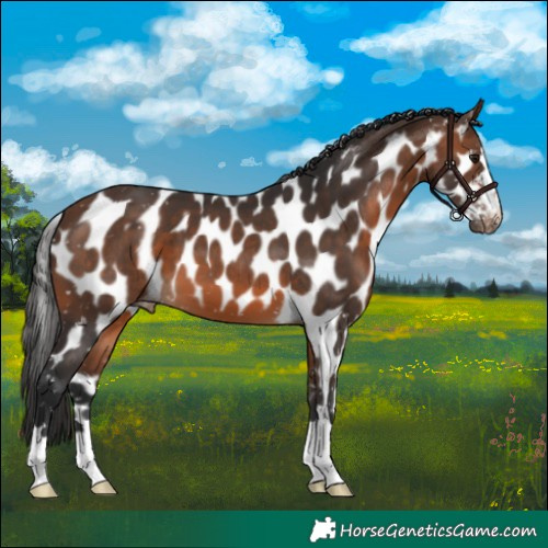 Horse Color:Brown Skewed Appaloosa