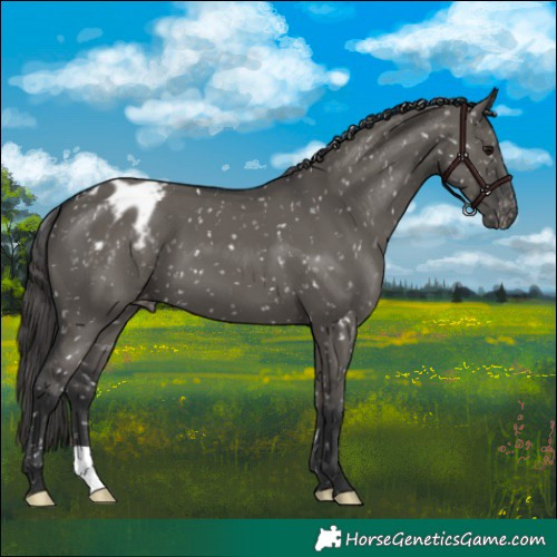 Horse Color:Grullo Appaloosa
