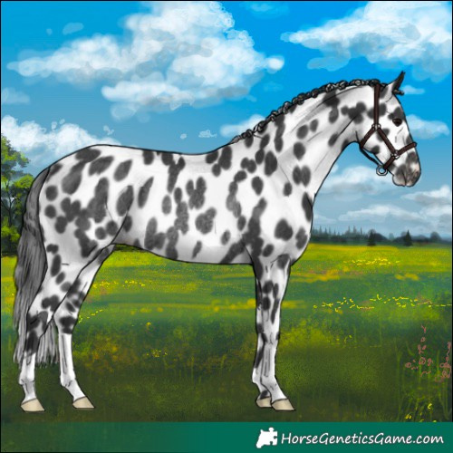 Horse Color:Black Skewed LP Spotted Rabicano