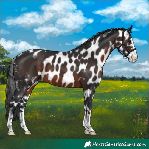 Horse Color:Brown Skewed LP Spotted
