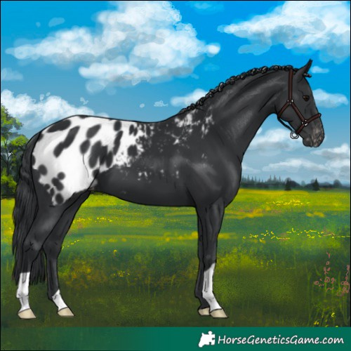 Horse Color:Black Appaloosa 