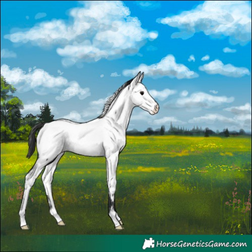 Horse Color:Black Appaloosa 