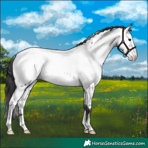 Horse Color:Black Fewspot