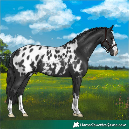 Horse Color:Black Appaloosa 
