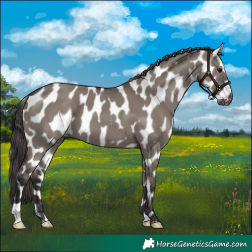 Horse Color:Smoky Grullo Appaloosa 