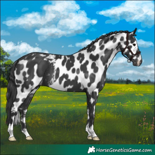 Horse Color:Black Skewed LP Spotted