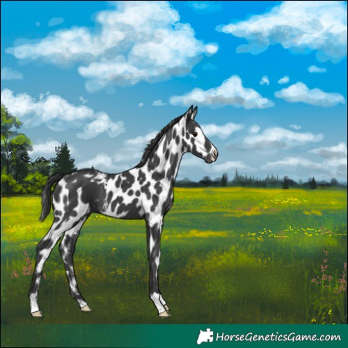 Horse Color:Black Skewed Appaloosa 