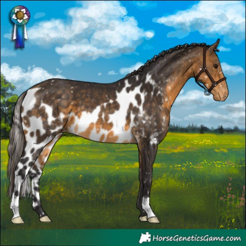 Horse Color:Buckskin Skewed LP Spotted