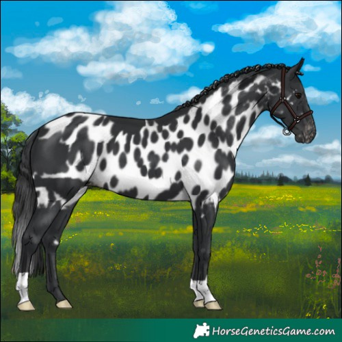 Horse Color:Black Skewed LP Spotted 