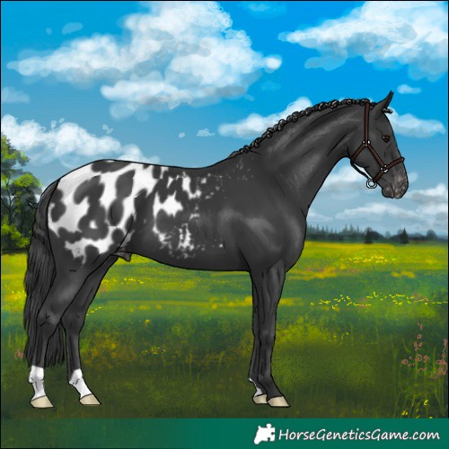 Horse Color:Black Blanket