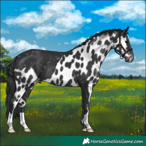 Horse Color:Black Skewed Appaloosa