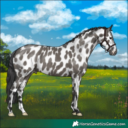 Horse Color:Grullo Appaloosa