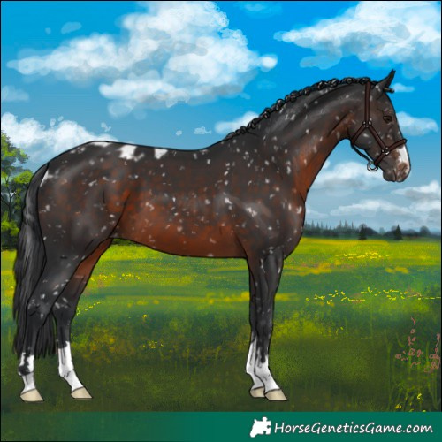 Horse Color:Brown Skewed Appaloosa 