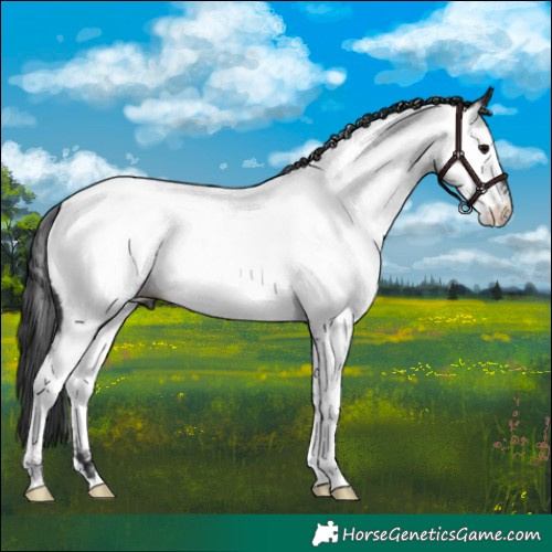 Horse Color:Black Appaloosa