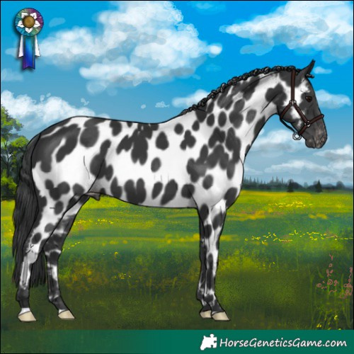 Horse Color:Black Appaloosa 