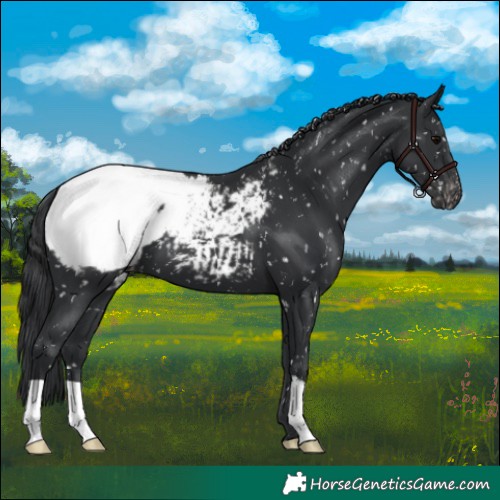 Horse Color:Black Snowcap 