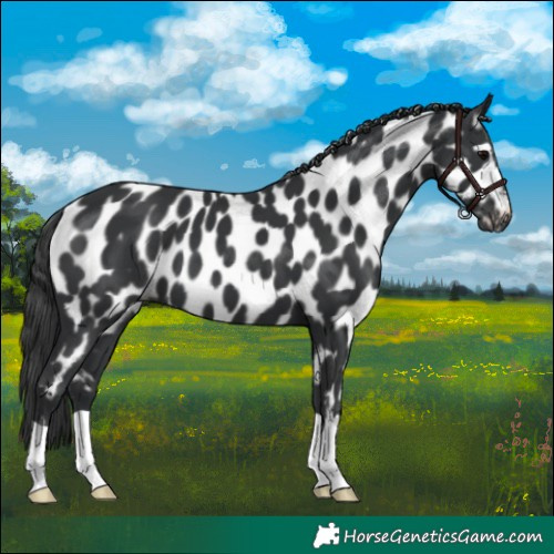 Horse Color:Black Appaloosa