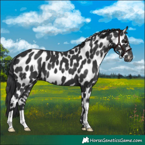 Horse Color:Black Appaloosa 