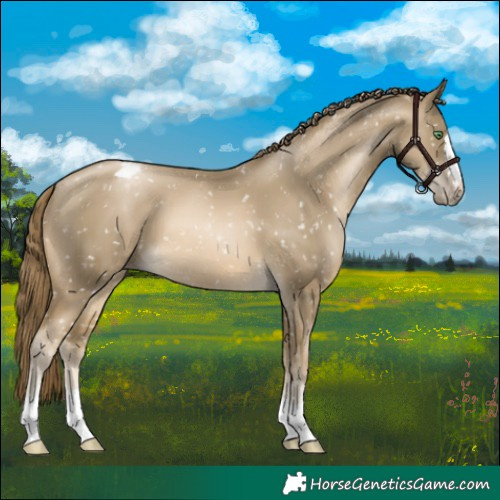 Horse Color:Smoky Black Pearl Appaloosa