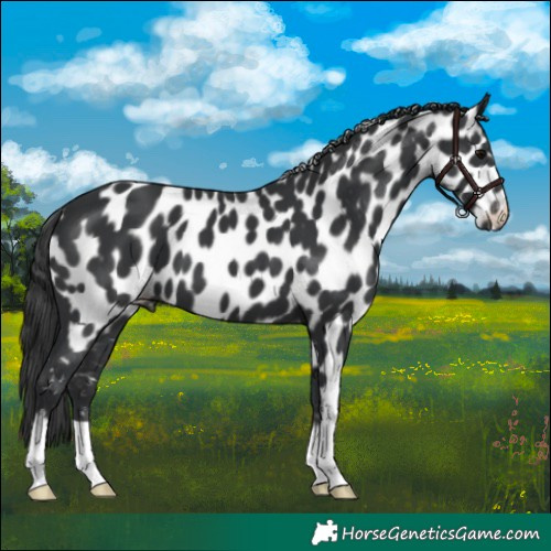 Horse Color:Black Appaloosa