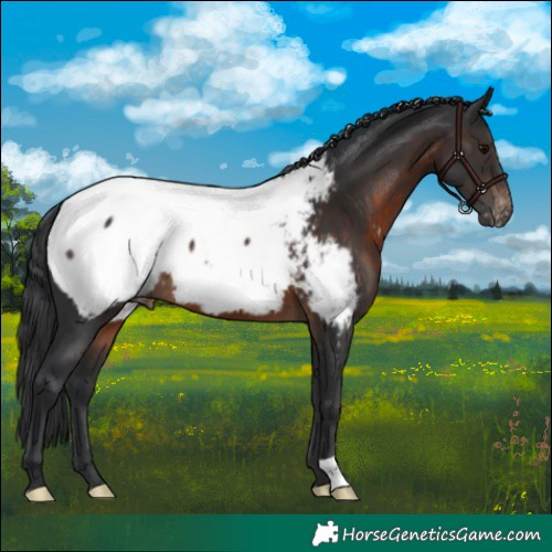 Horse Color:Brown Appaloosa