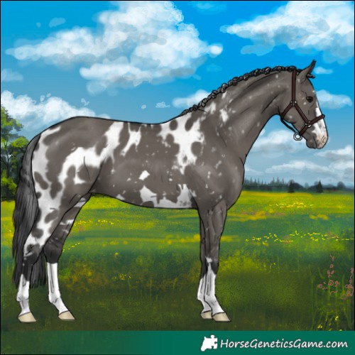 Horse Color:Grullo Skewed LP Spotted