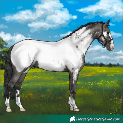 Horse Color:Grullo Appaloosa 