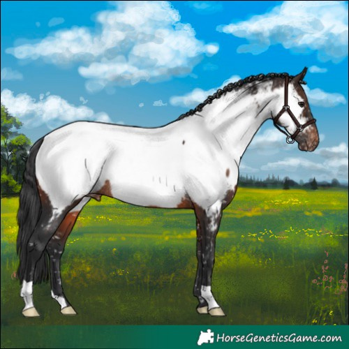 Horse Color:Brown Appaloosa Rabicano 