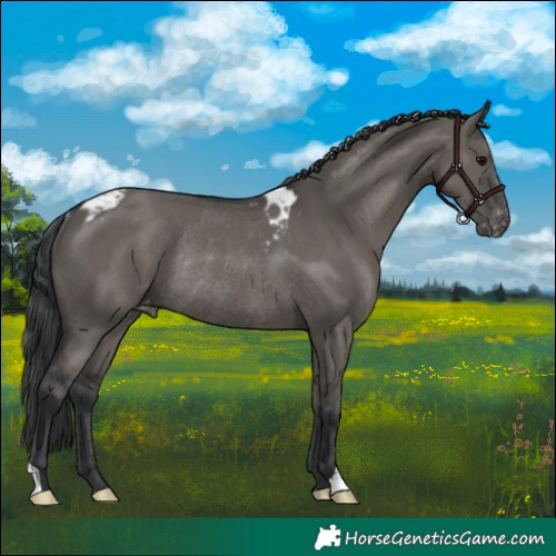Horse Color:Grullo Skewed LP Spotted Rabicano