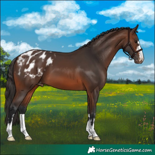 Horse Color:Brown Appaloosa 