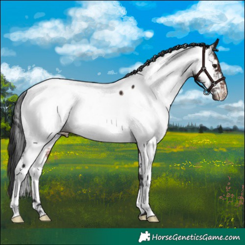 Horse Color:Brown Fewspot