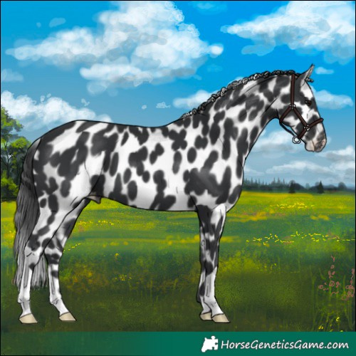 Horse Color:Black Leopard 