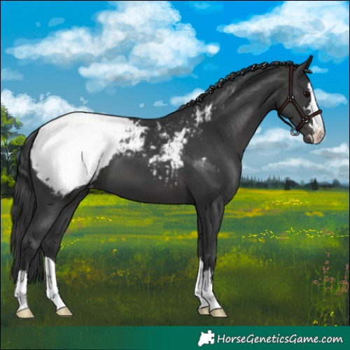 Horse Color:Black Snowcap