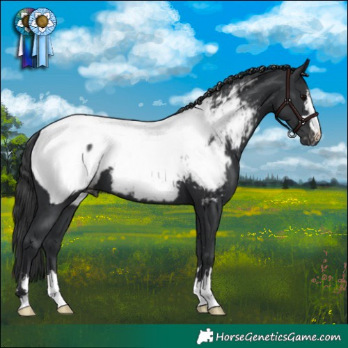 Horse Color:Black Near Fewspot