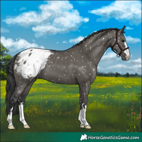 Horse Color:Grullo Snowcap