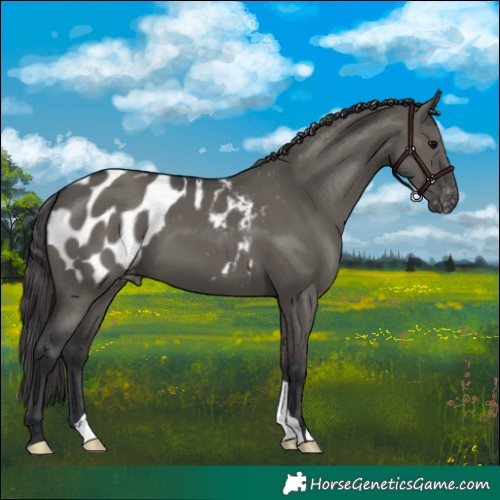 Horse Color:Grullo Blanket