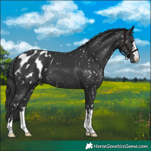 Horse Color:Black Appaloosa 