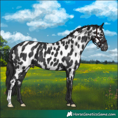 Horse Color:Black Appaloosa 