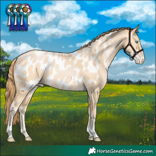 Horse Color:Buckskin Pearl Appaloosa