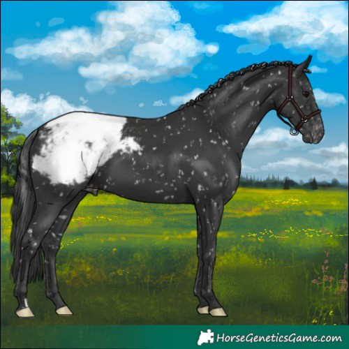 Horse Color:Black Appaloosa 