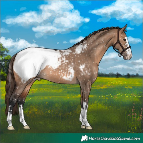 Horse Color:Brown Dun Snowcap 