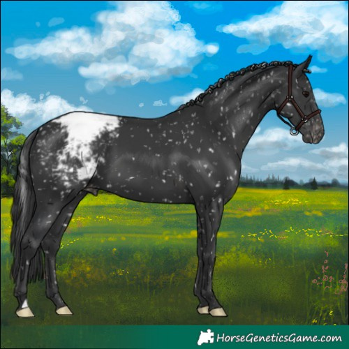Horse Color:Black Appaloosa 
