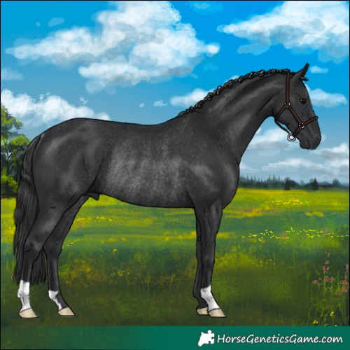Horse Color:Black Rabicano
