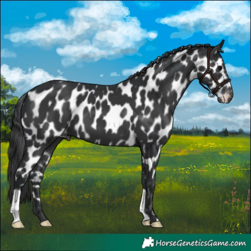Horse Color:Black Appaloosa 