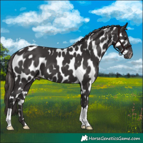 Horse Color:Smoky Black Leopard