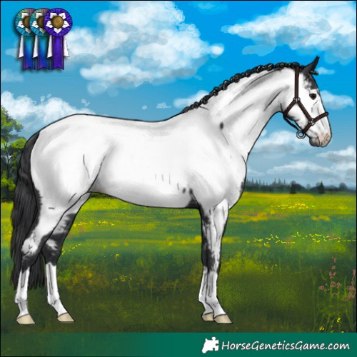 Horse Color:Black Near Fewspot Rabicano
