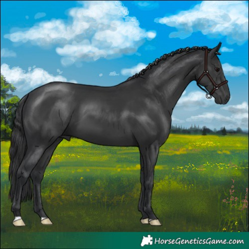 Horse Color:Black 