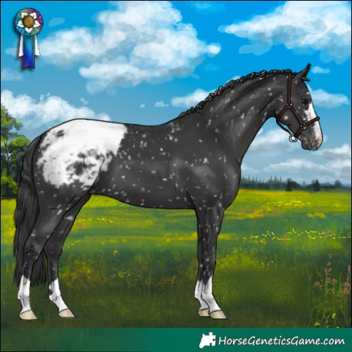 Horse Color:Black Snowcap
