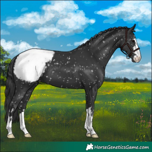 Horse Color:Black Snowcap